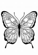 Butterfly Coloring Sheet  Page Butterflies sketch template