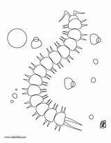 Millipede Coloring Pages sketch template