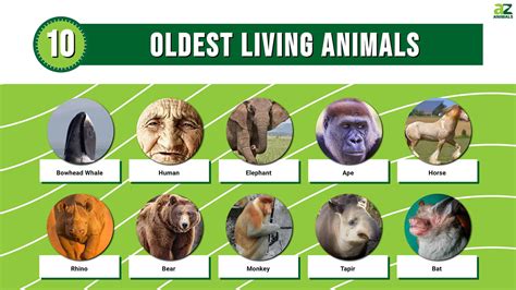 The 10 Oldest Living Mammals - A-Z Animals