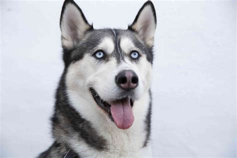 10 Dog Breeds With Blue Eyes