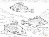 Walleye coloring Pages sketch template