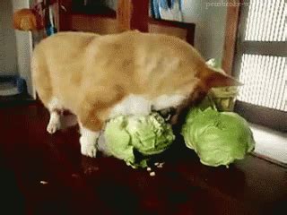 Dog Bites Cabbage GIF - Dogbitescabbage Dog Bite GIFs | Say more with Tenor