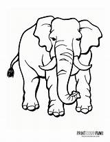 6 Realistic elephant coloring Pages To Print At PrintColorFuncom sketch template