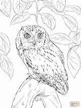 Realistic Owl Coloring Pages At GetColoringscom  Free Printable sketch template