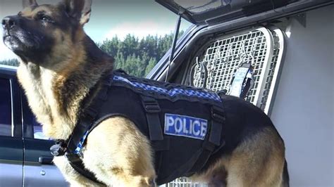 Police dogs to get stab-proof, protective vests