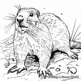 Ground Hog Coloring Pages  Free & Printable sketch template