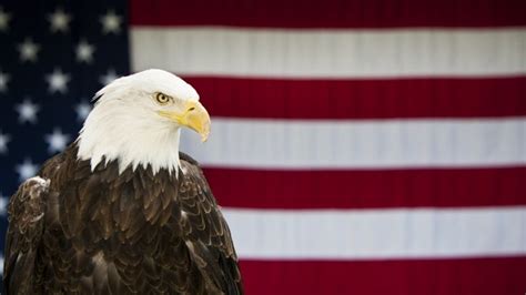 How the Bald Eagle Became the Symbol of America