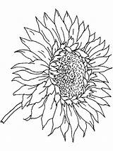 Printable Sunflower Coloring Pages sketch template