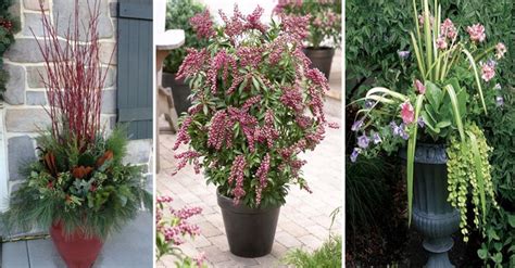 Top 10 Perennial Plants That Are Grown In Containers