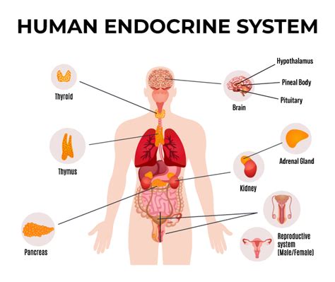 Endocrine System Function And Structure