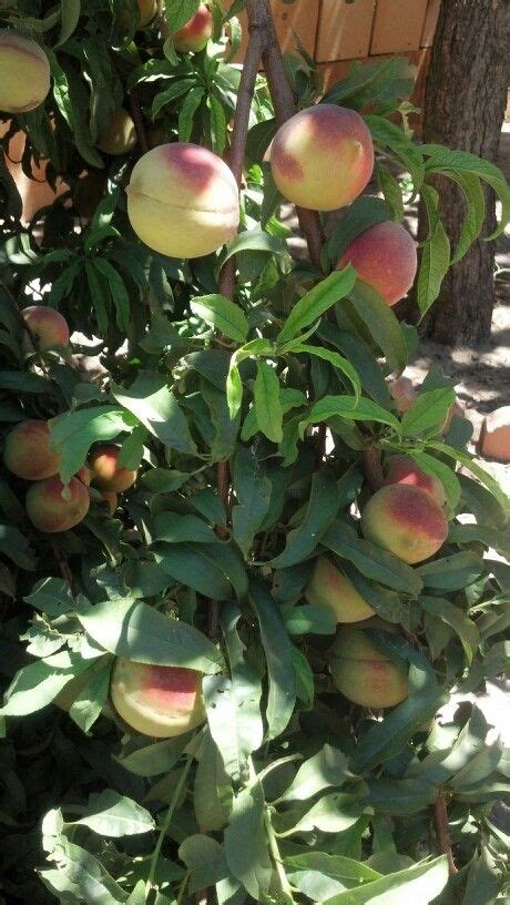 MY mom's California peach tree. So good. Peach Trees, California, Adventure, Fruit, Garden, Best ...