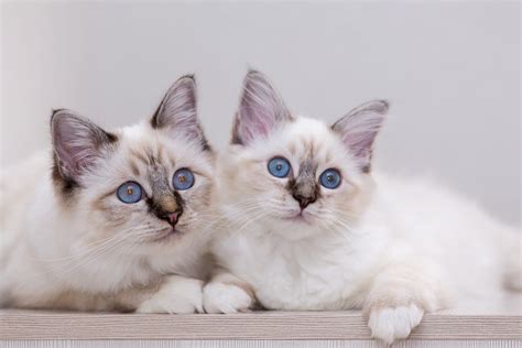 Birman Cat Breed Guide | Pet Insurance Review