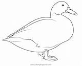 White Duck Bird Coloring Page For Kids  Free Ducks Printable sketch template