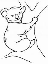 Koala Coloring Pages Printable sketch template