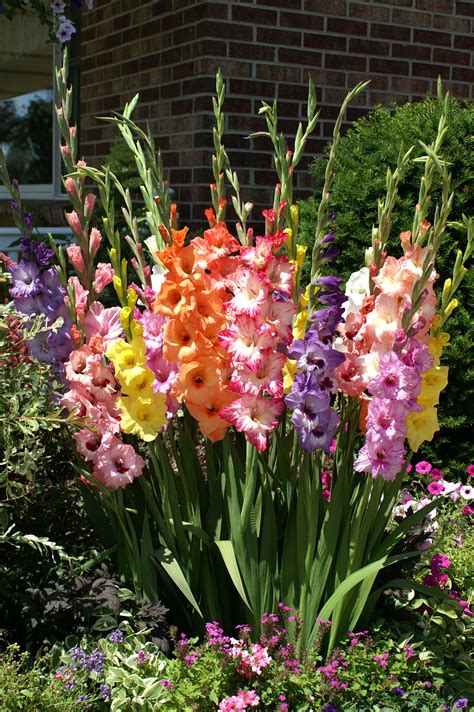 Beautiful Glads | Bulb flowers, Beautiful flowers, Plants