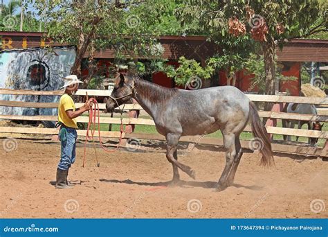 The Cowboy is Training this Horse Be Tame. Editorial Stock Image - Image of activity, costume ...