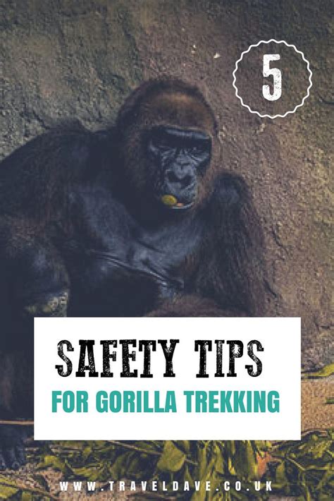 5 Safety Considerations for Gorilla Trekking in Africa | Gorilla trekking, Gorilla, Trekking