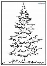 Free Printable Pine Tree Coloring Pages For Kids sketch template