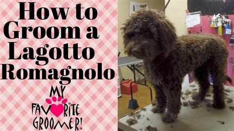 Grooming a Lagotto Romagnolo - YouTube | Lagotto romagnolo, Grooming, Groomer