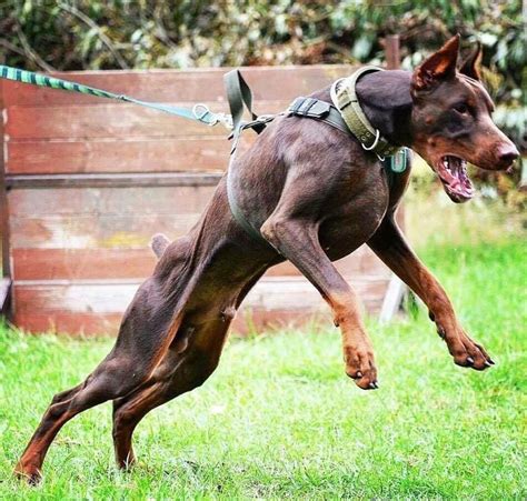 Doberman Pinscher #DobermanPinscher | Doberman pinscher dog, Dog breeds, Doberman dogs