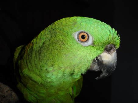 Free Images : bird, animal, green, beak, fauna, plumage, lorikeet, macaw, vertebrate, parrot ...