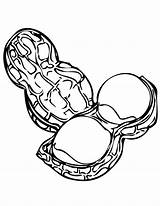 Peanut clipart coloring Transparent FREE For Download  sketch template
