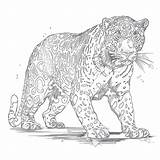 Free Jaguar Coloring Pages  Mimi Panda sketch template