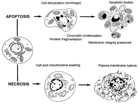 Morphological and biochemical changes during apoptosis and necrosis.... | Download Scientific ...