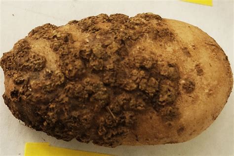 What lies beneath: WSU team studies soil-borne potato disease with help ...