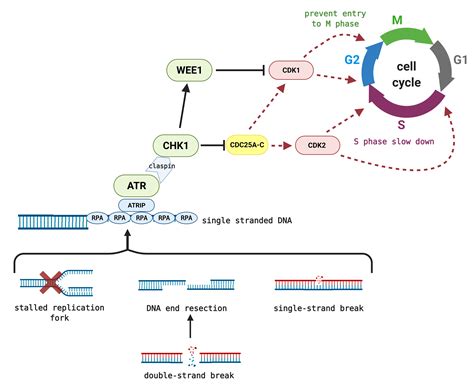 Cancers | Free Full-Text | Clinical Candidates Targeting the ATR–CHK1–WEE1 Axis in Cancer