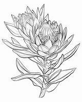 Tropical Flower Coloring Pages sketch template