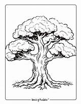 Tree Coloring Pages Bare Trunk Leaves Winter Without Leaf Drawing Fall  sketch template