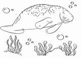 Manatee Coloring Pages  Free Printable PDF JPG PNG & Online sketch template