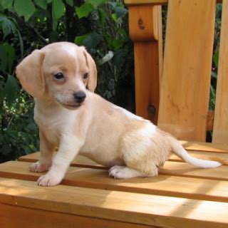 Teacup Beagle Puppies For Sale | Beagle Puppy