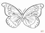 Vlinder kleurplaat  Gratis Kleurplaten Printen sketch template