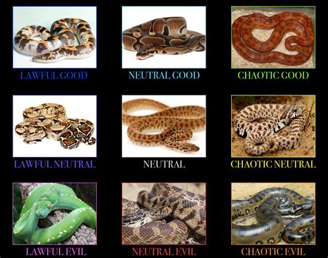 Snake alignment chart : Sneks