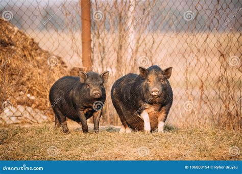 Two Pigs Posing in Farm Yard. Pig Farming is Raising and Breeding Stock ...