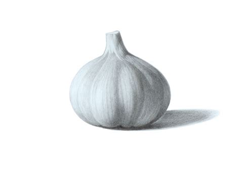 How to Draw Garlic Step by Step Tutorial - EasyDrawingTips