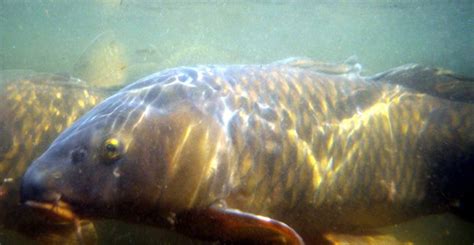 European Carp, Cyprinus carpio Linnaeus, 1758 - The Australian Museum