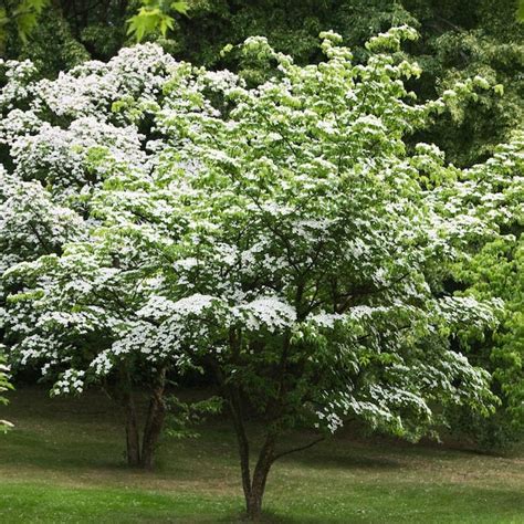 Brighter Blooms 2.06-Quart White Kousa Dogwood Tree Flowering Tree in Pot in the Trees ...