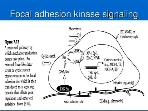 PPT - Coordination of cellular-fate processes PowerPoint Presentation, free download - ID:6688499