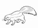 Skunk coloring Pages To Download And print For Free sketch template