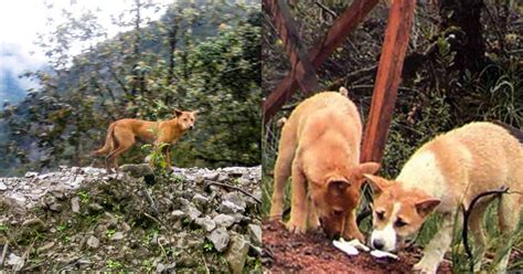 New Guinea Highland Wild Dog Once Thought Extinct Is Rediscovered