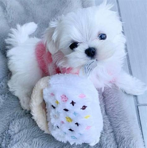 Mini Maltese Puppies For Adoption, Toy Maltese Puppies | Maltese ...