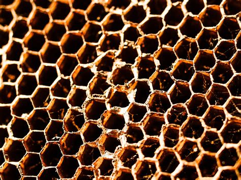 Honey Bee Hive Honeycomb Background Free Stock Photo - Public Domain Pictures