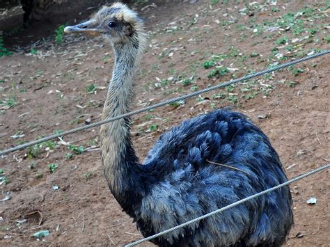 Free picture: young, ostrich