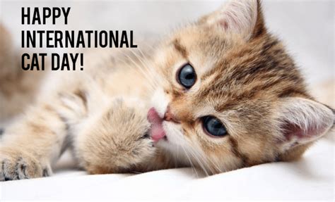 Steve Dale reports on International Cat Day, AAFP Cat Friendly Practices