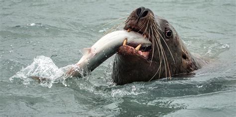 Surprise Guest Visits A Dumpster For Fish Du Jour In Argentina