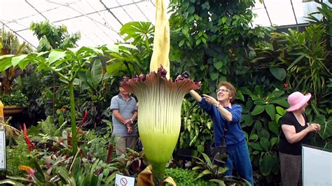 Worldâ€™s largest flower Titan Arum with smell of rotting flesh blooms in Tokyo - The American ...