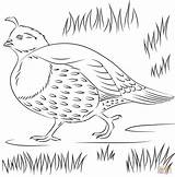 16 Printable coloring quail Pages Hello  sketch template